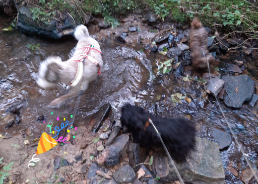 ... wir toben im Bach ... 1J