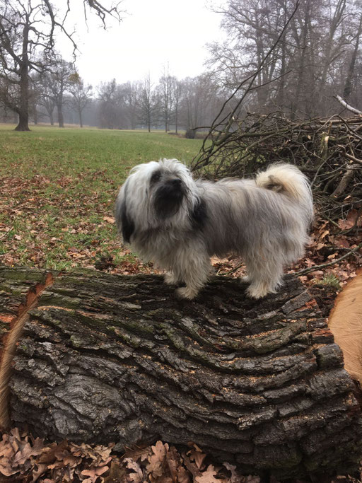 ... bin ein "Baum-Bolli" ... 1,2J