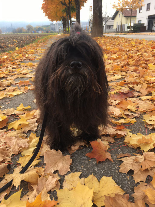 ... endlich Herbst ... 6J
