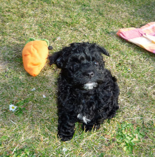 ... im Gras sitzen ist lustig ... 7W