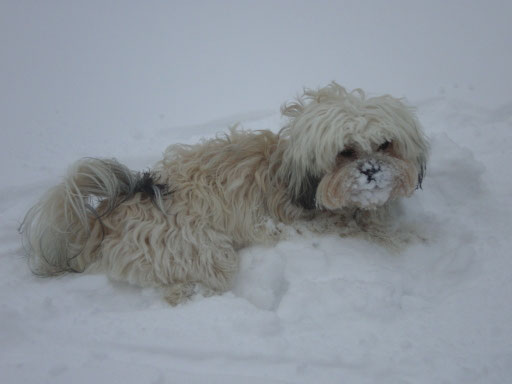 ... ich hab den Schnee zum Fressen gern ... 11 Mo