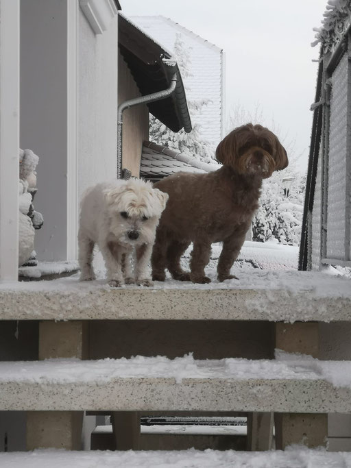 ... sind durch den Garten getobt bei -6° ... 12,4J