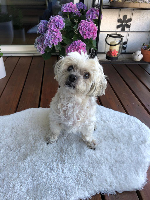 ... kleine Prinzessin Alisha ... 15,3J