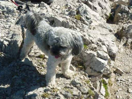 ... bin ein richtiger "Tiroler Berg-Hund" ... 1,4J