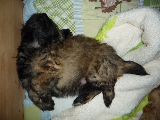 ... schlafe wie meine Mama Darya ... 8W