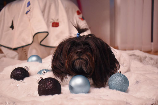 ... endlich Weihnachten 2021 ... 6,2J