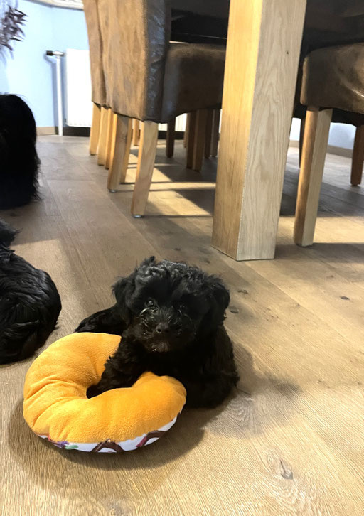 ... mein neuer Polster ... 8W
