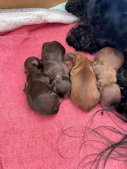 ... kleine Schoko-Pralinen ... G