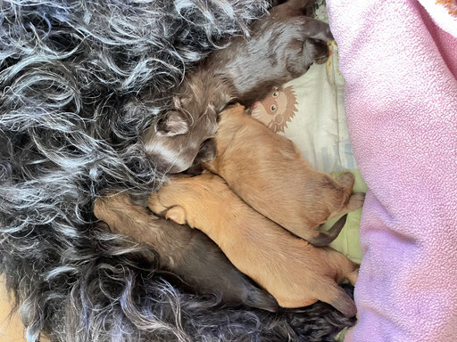 ... die Milchbar hat geöffnet ... 2W