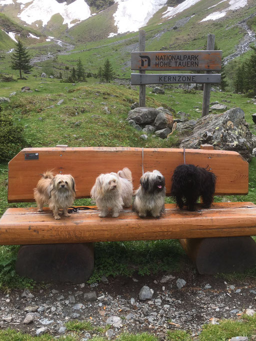 ... glückliche Bolonkas ... 8M