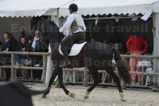 Salon Equitaine de Bordeaux 2015 - Concours d'Equitation de Travail avec chevaux Ibériques - Épreuves de Maniabilités Chronométré - 113