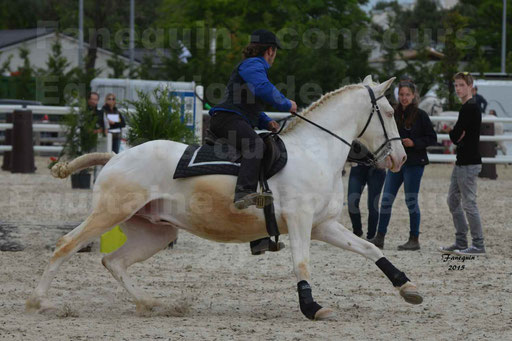 Salon Equitaine de Bordeaux 2015 - Concours d'Equitation de Travail avec chevaux Ibériques - Épreuves de Maniabilités Chronométré - 013