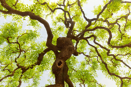 Baum bei der Großen Wildganspagode - Xi'an (China)