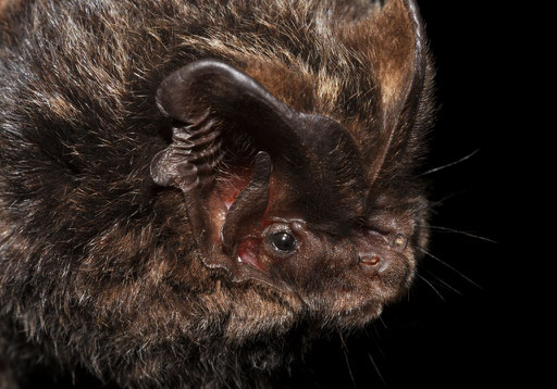 Eine Mopsfledermaus - Foto: NABU/Eckhard Grimmberger