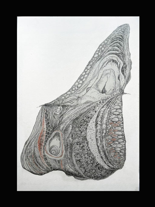 Muschelkopf XII
