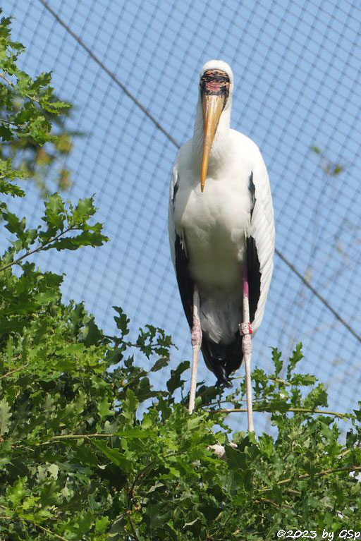 Milchstorch (Malaien-Nimmersatt)