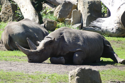 Ostafrikanisches Spitzmaulnashorn (Östliches Spitzmaulnashorn) VUNGU und SERAFINE