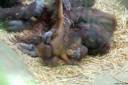 Borneo-Orang-Utan