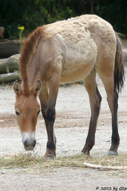 Przewalski-Pferd (Przewalski-Urwildpferd, Asiatisches Wildpferd), geb. am 23.06.23
