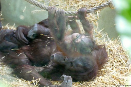 Borneo-Orang-Utan