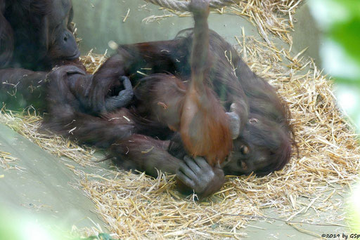 Borneo-Orang-Utan