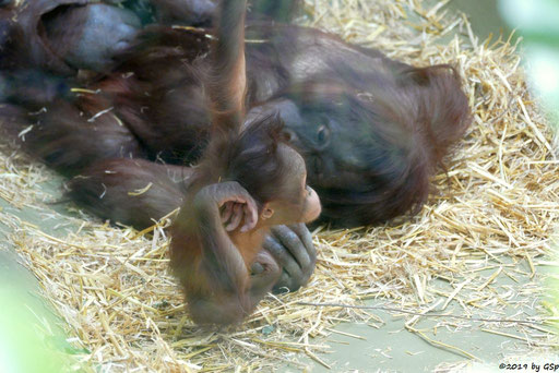 Borneo-Orang-Utan