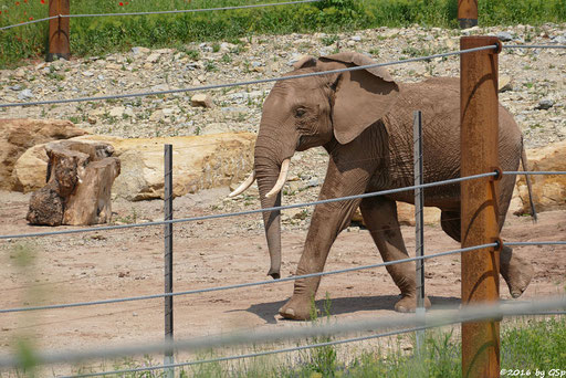 Afrikanischer Elefant KIBO