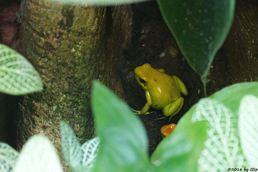 Goldener (Schrecklicher) Pfeilgiftfrosch