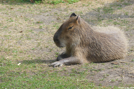 Wasserschwein (Capybara)