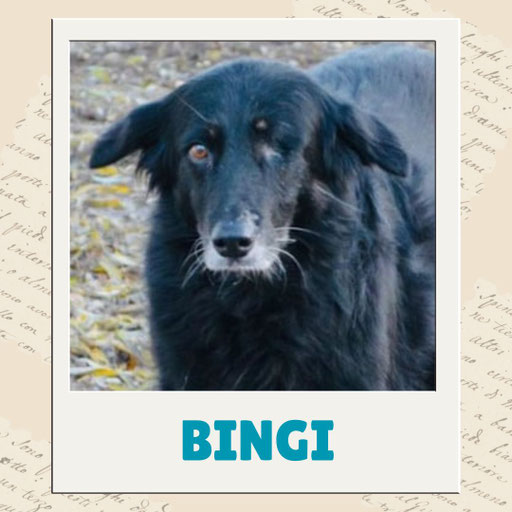Bingi