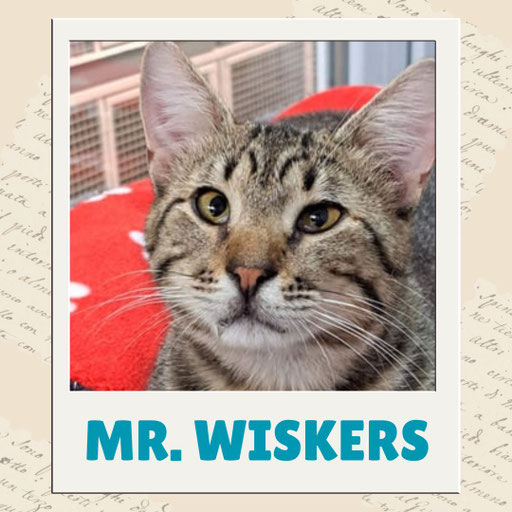 Mr. Wiskers