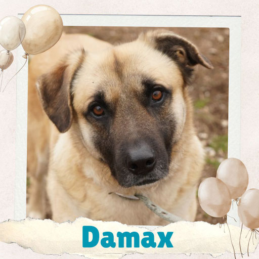Damax