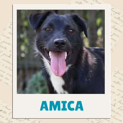 Amica