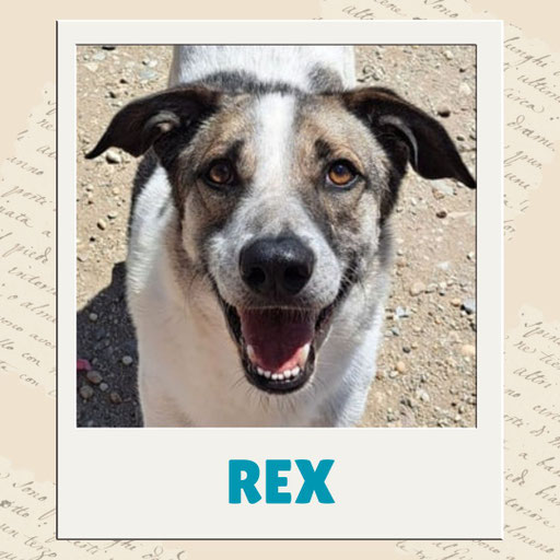 Rex