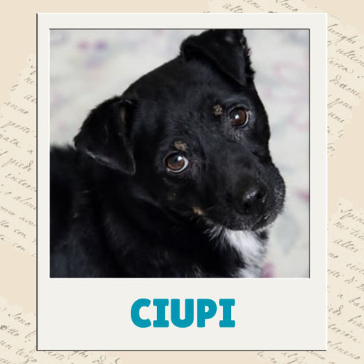 Ciupi