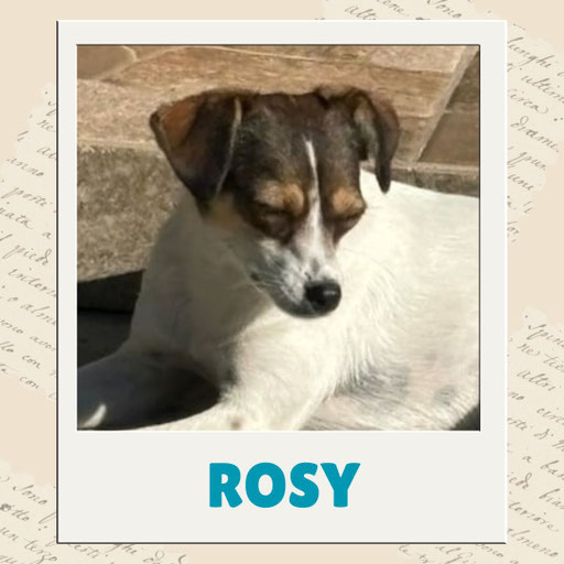 Rosy