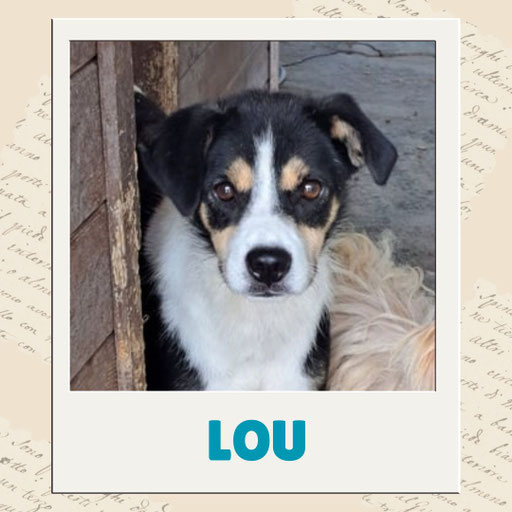 Lou