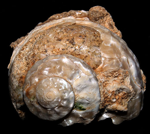 Bolma rugosa, Sant'Agostino (Civitavecchia, RM)