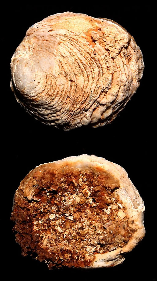 Chama gryphoides, Sant'Agostino (Civitavecchia, RM)