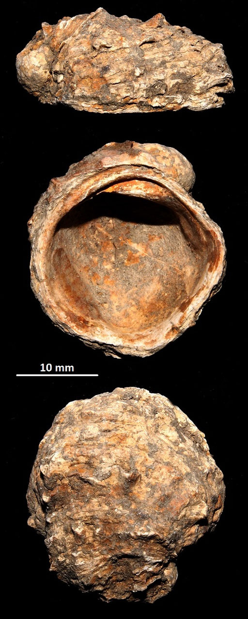 Chama gryphoides, Macchia della Turchina (Monteromano, VT)