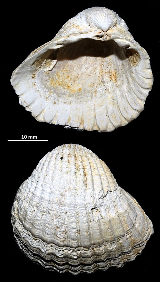 Cerastoderma glacuum, Macchia della Turchina