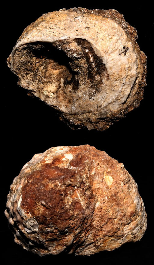 Bolma rugosa, Sant'Agostino (Civitavecchia, RM)
