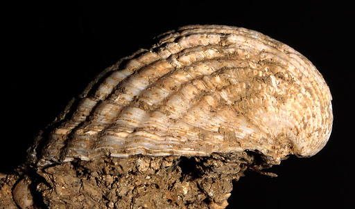 Cerastoderma glacuum, Macchia della Turchina