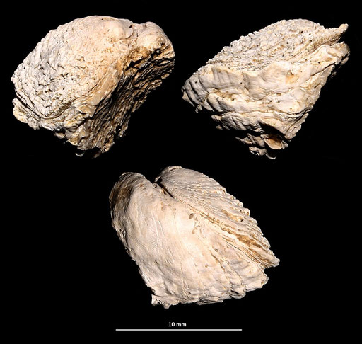 Chama gryphoides, Macchia della Turchina (Monteromano, VT)