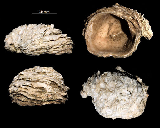 Chama gryphoides, Macchia della Turchina (Monteromano, VT)
