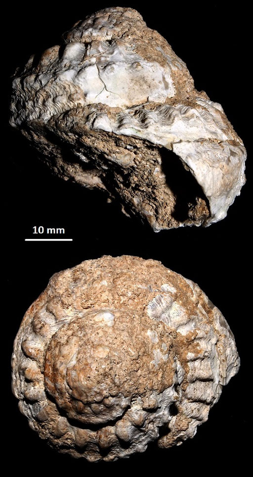 Bolma rugosa, Sant'Agostino (Civitavecchia, RM)
