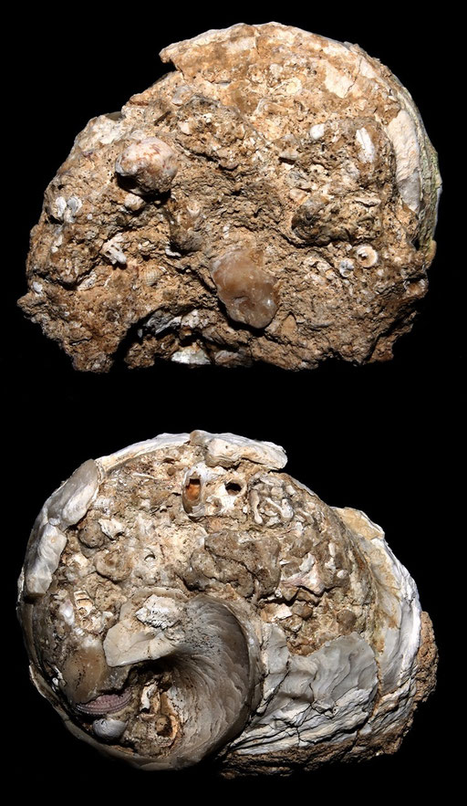 Bolma rugosa, calco, Sant'Agostino (Civitavecchia, RM)