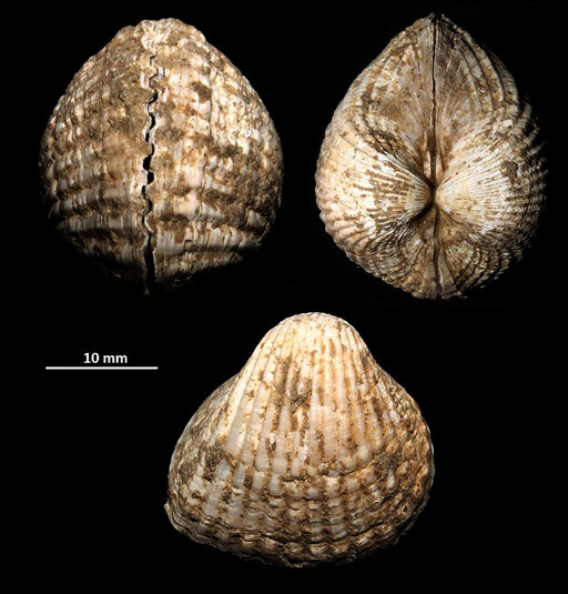 Cerastoderma glacuum, Macchia della Turchina