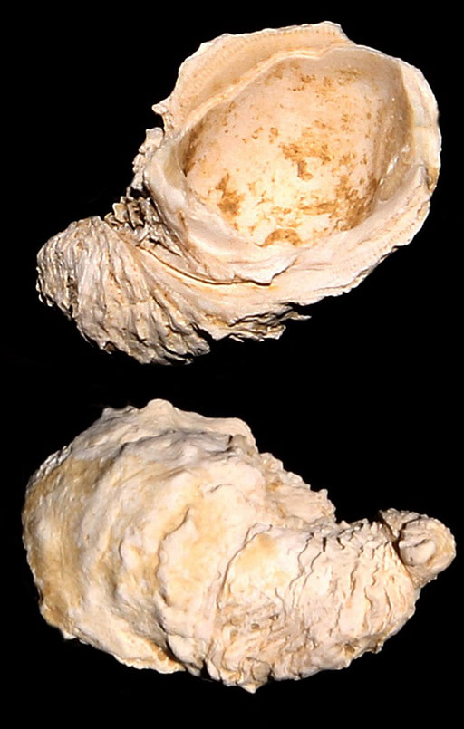 Chama gryphoides, Macchia della Turchina (Monteromano, VT)