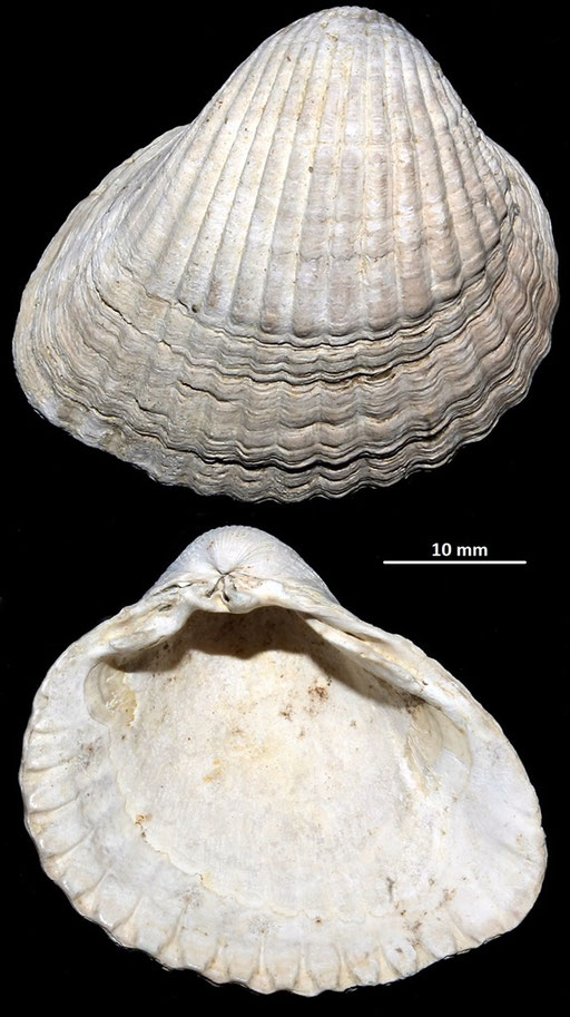 Cerastoderma glacuum, Macchia della Turchina